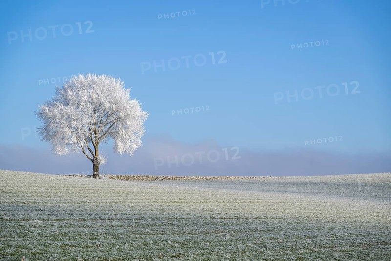 Silver lime tree (Tilia tomentosa) with hoarfrost on the branches standing on a meadow on a sunny day with blue sky in the background in winter, Bavaria, Germany