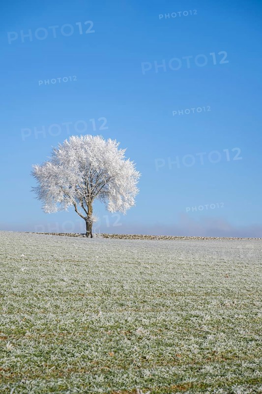 Silver lime tree (Tilia tomentosa) with hoarfrost on the branches standing on a meadow on a sunny day with blue sky in the background in winter, Bavaria, Germany