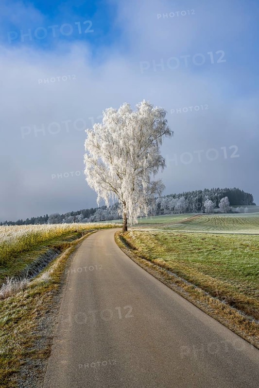 Silver birch (Betula pendula) standing beside a road with hoarfrost on the branches at sunshine in winter, Bavaria, Germany