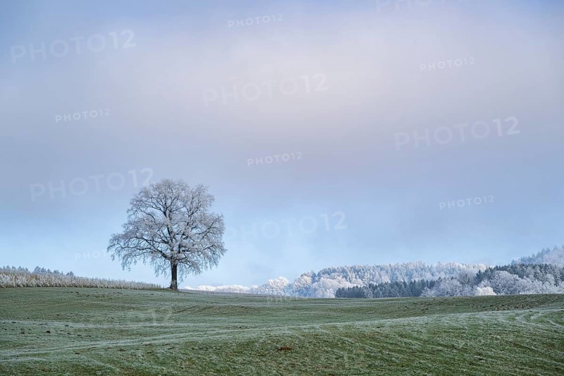 English oak (Quercus robur) tree with hoarfrost on the branches on a meadow in winter, Bavaria, Germany