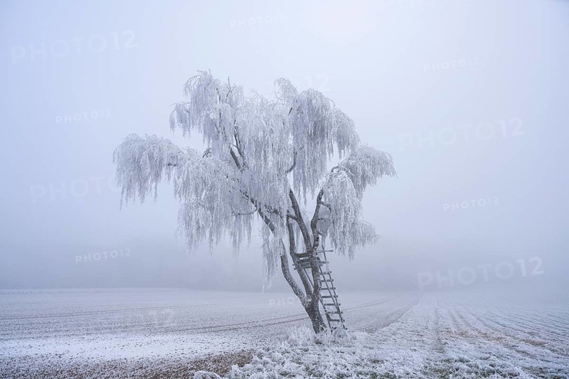 Silver birch (Betula pendula) with a raised hide in a meadow with hoarfrost on the branches in winter, Bavaria, Germany