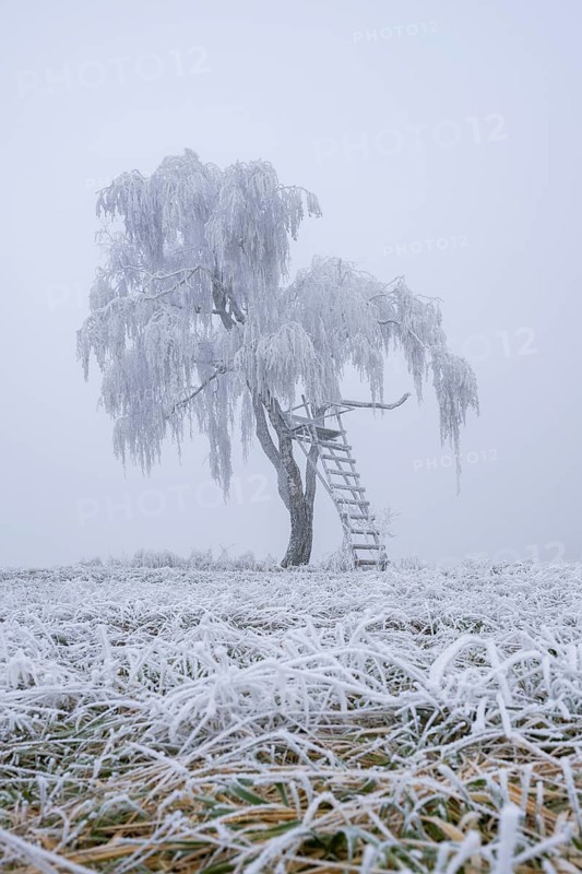 Silver birch (Betula pendula) with a raised hide in a meadow with hoarfrost on the branches in winter, Bavaria, Germany
