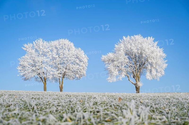 Silver lime trees (Tilia tomentosa) with hoarfrost on the branches standing on a meadow on a sunny day with blue sky in the background in winter, Bavaria, Germany