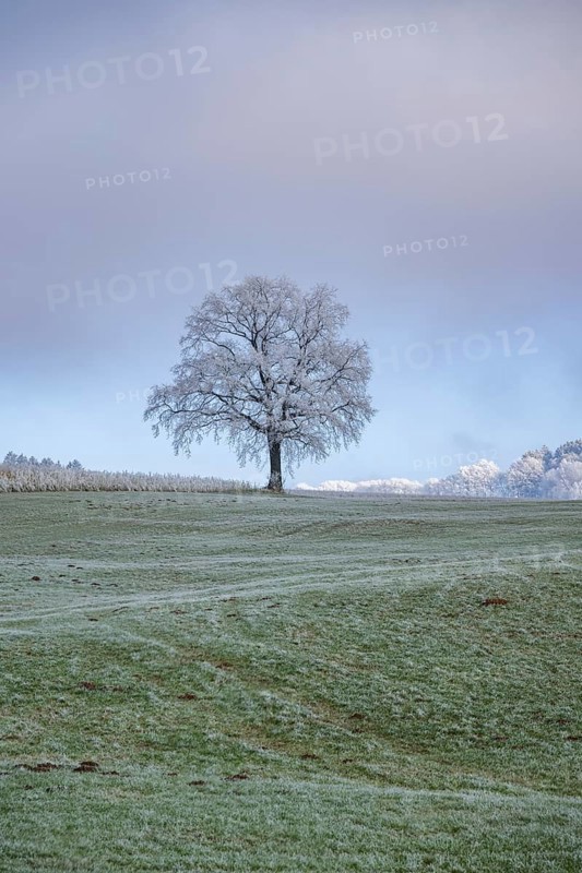 English oak (Quercus robur) tree with hoarfrost on the branches on a meadow in winter, Bavaria, Germany