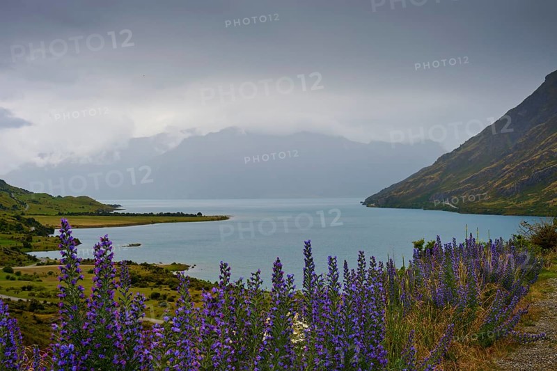 Malerische Aussicht mit einem See, lila Blumen und Bergen im Hintergrund, Lake Wanaka, The Neck, Otago, Südinsel, Neuseeland