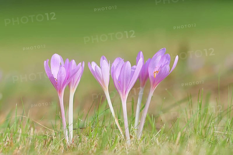 Autumn crocus (Colchicum autumnale), autumn crocus (Colchica) flowering in meadow, wet meadow, autumn messenger, season, autumn, bulbous plant, poisonous, poison, in a natural environment in the wild, Siegerland, North Rhine-Westphalia, Germany