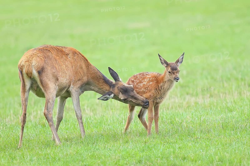 Adult red deer cow (Cervus elaphus) with calf standing in a meadow, licking fur from calf, wildlife, mammal, Forsthaus Hohenroth am Rothaarsteig, Siegen-Wittgenstein, North Rhine-Westphalia, Germany