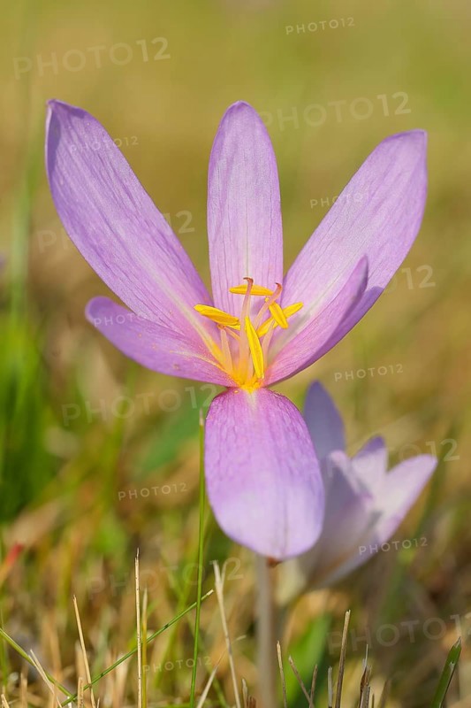 Autumn crocus (Colchicum autumnale), autumn crocus (Colchica) flower, wet meadow, autumn messenger, season, autumn, bulbous plant, poisonous, poison, in a natural environment in the wild, Siegerland, North Rhine-Westphalia, Germany