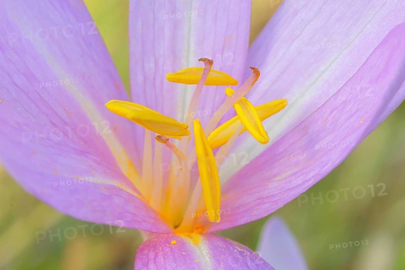 Autumn crocus (Colchicum autumnale), flower with yellow stamens, detail of stamens, wet meadow, autumn messenger, season, autumn, bulbous plant, poisonous, venomous, in a natural environment in the wild, Siegerland, North Rhine-Westphalia, Germany