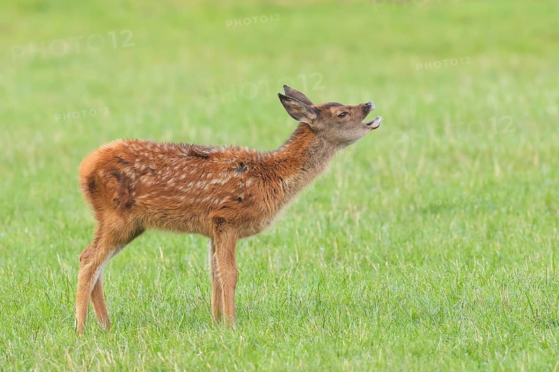 Deer calf (Cervus elaphus) standing in a meadow, calling, wildlife, mammal, Forsthaus Hohenroth on the Rothaarsteig, Siegen-Wittgenstein, North Rhine-Westphalia, Germany