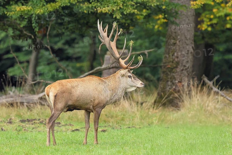 Red deer (Cervus elaphus) capital stag in a forest clearing during the rutting season, wildlife, mammal, Forsthaus Hohenroth am Rothaarsteig, Siegen-Wittgenstein, North Rhine-Westphalia, Germany