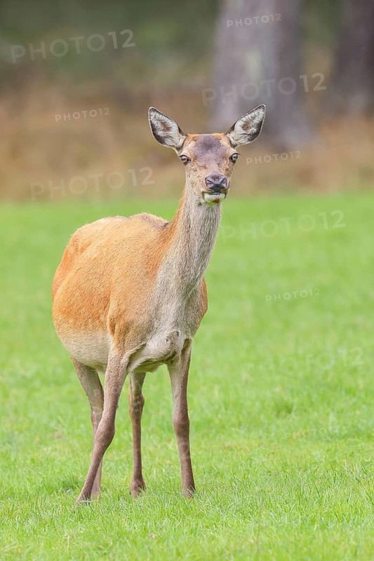 Red deer cow (Cervus elaphus) standing in a forest clearing, wildlife, Forsthaus Hohenroth on the Rothaarsteig, Siegen-Wittgenstein, North Rhine-Westphalia, Germany