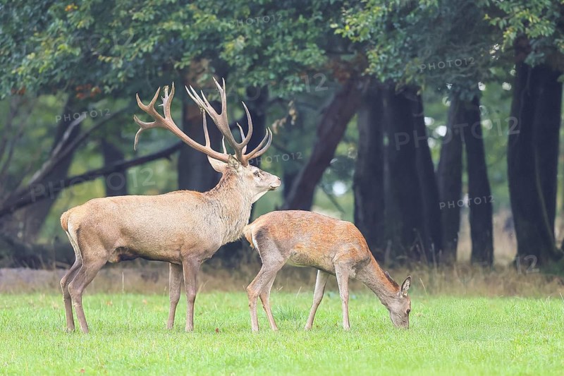 Red deer (Cervus elaphus), stag and hind in the rutting season, wildlife, mammal, Forsthaus Hohenroth on the Rothaarsteig, North Rhine-Westphalia, Germany