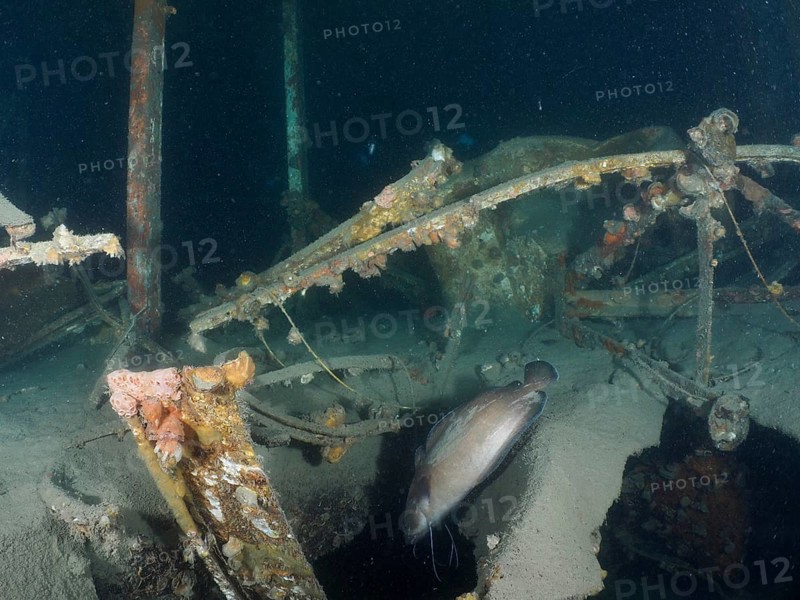 Photograph from inside a rusty wreck under water. A Phycis phycis (Phycis phycis) escapes into the darkness. Dive site wreck of the Vis, Pula, Croatia, Mediterranean Sea
