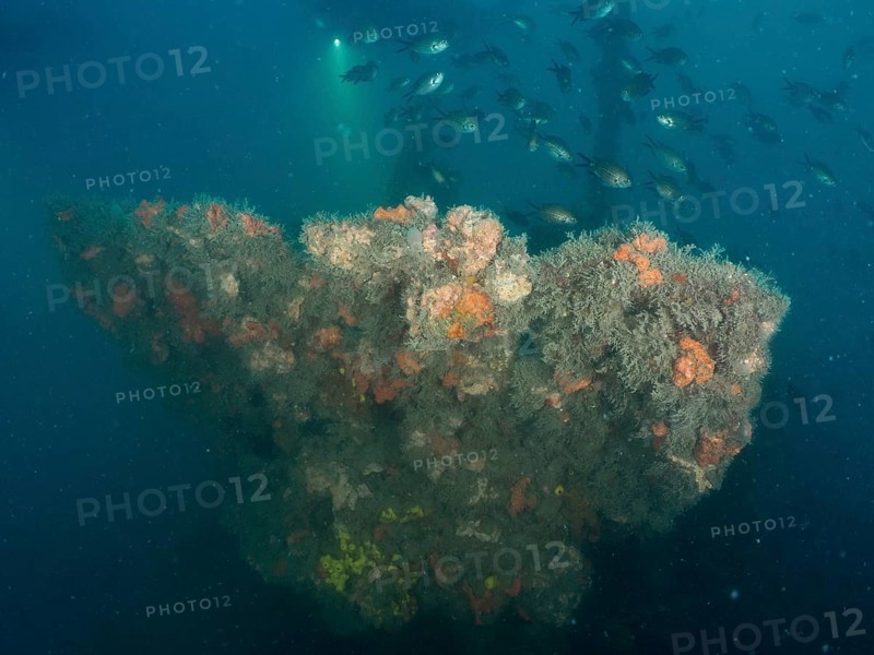 The railing of a shipwreck overgrown with algae and sponges, surrounded by a school of fish in the blue ocean. Dive site wreck of the Giuseppe Dezza, Pula, Croatia, Mediterranean Sea
