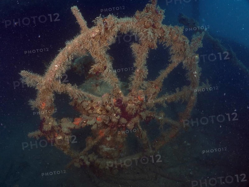 The steering wheel of an old wreck covered in darkness and overgrown with algae. Dive site wreck of the Vis, Pula, Croatia, Mediterranean Sea