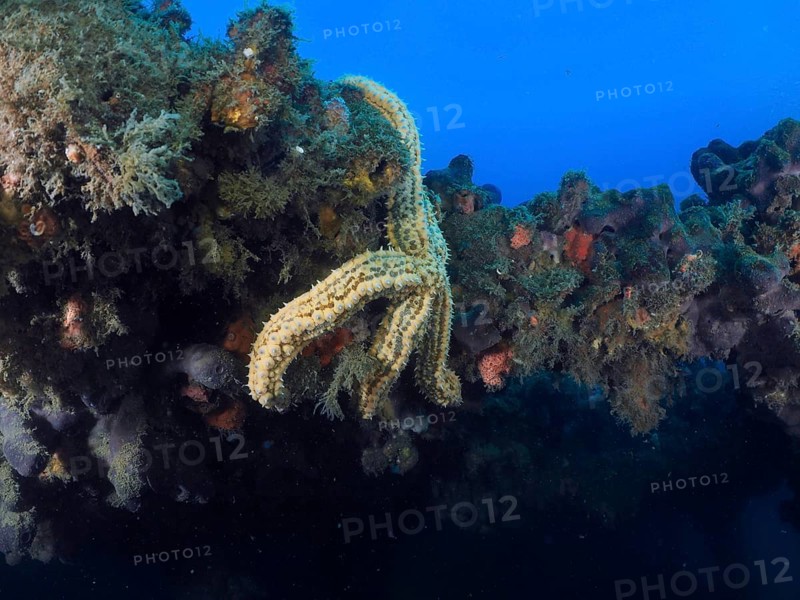 Underwater shot with starfish on a wreck in front of a blue background. Dive site wreck of the Baron Gautsch, Pula, Croatia, Mediterranean Sea