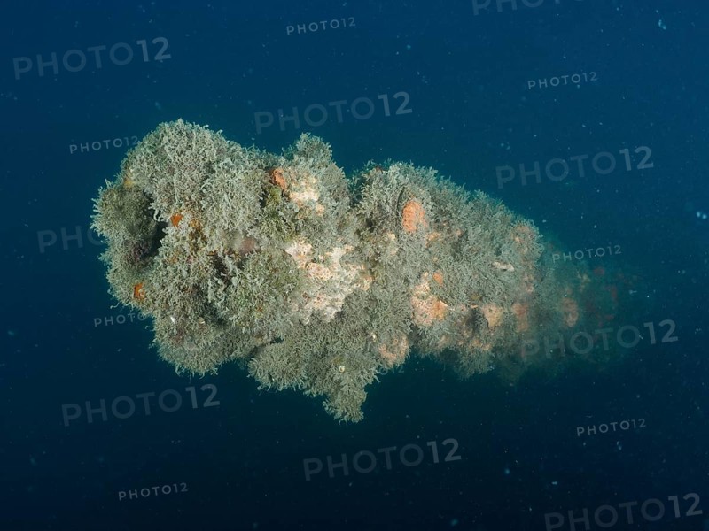 Algae-covered tube of a cannon in blue sea water. Dive site wreck of the Giuseppe Dezza, Pula, Croatia, Mediterranean Sea