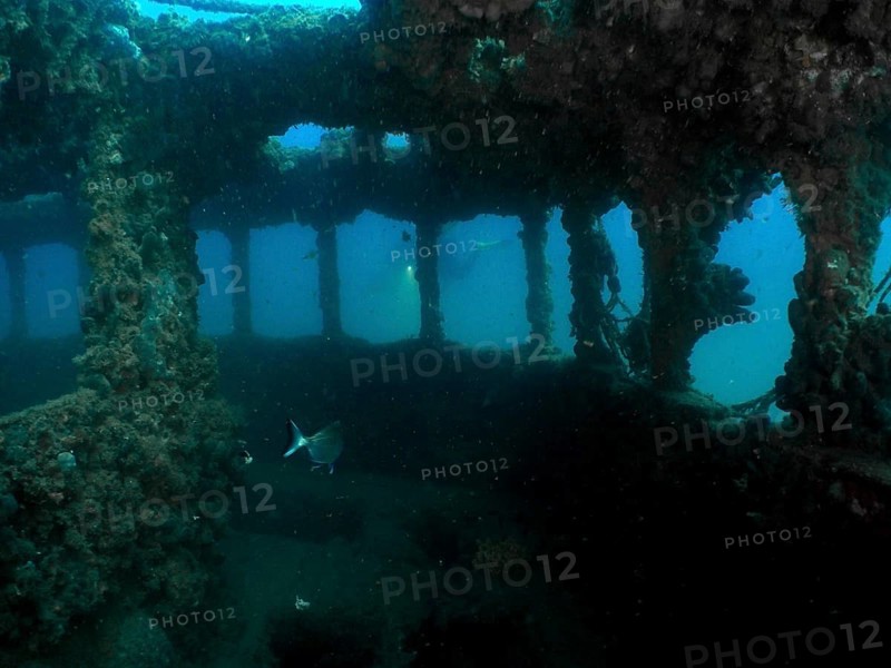 Fish swim through the windows of an overgrown shipwreck under water. Dive site wreck of the Baron Gautsch, Pula, Croatia, Mediterranean Sea
