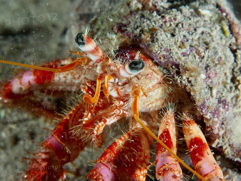 Detailed close-up view of Red Hermit Crab (Dardanus calidus) on the seabed. Dive site House Reef, Stoja, Pula, Croatia, Mediterranean Sea