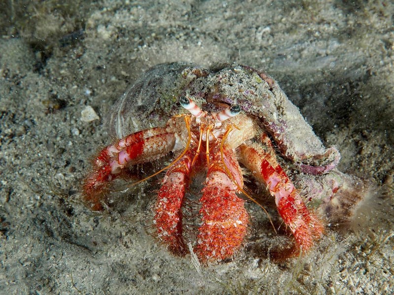 A Red Hermit Crab (Dardanus calidus) moves slowly across the sandy seabed. Dive site House Reef, Stoja, Pula, Croatia, Mediterranean Sea