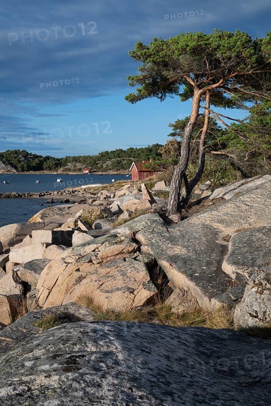 Pine trees and falun red boathouse on granite rocks, Resö Island, Bohuslän, Skagerrak, Sotenäs, Västra Götalands län, Sweden