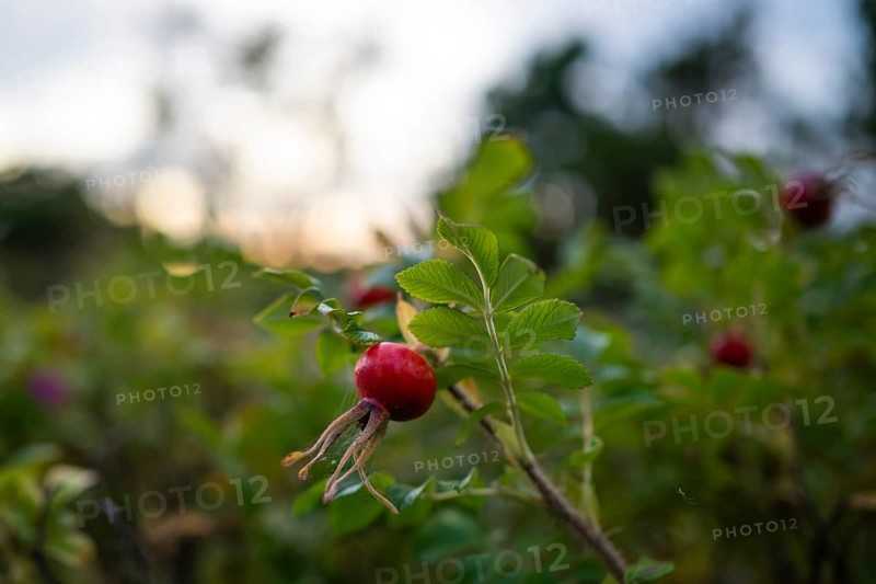 Needle rose (Rosa acicularis), rose hips, Resö Island, Bohuslän, Skagerrak, Sotenäs, Västra Götalands län, Sweden