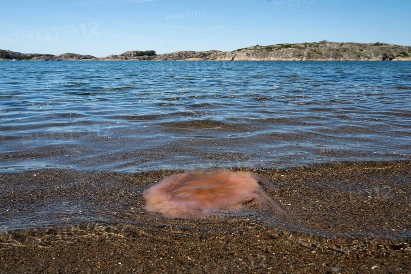 Fire jellyfish lying on the beach, Resö Island, Bohuslän, Skagerrak, Sotenäs, Västra Götalands län, Sweden