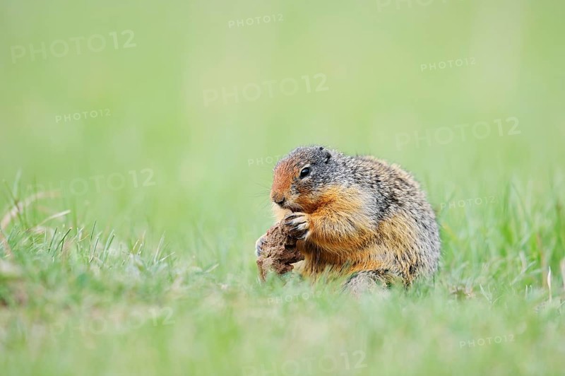 Columbia ground squirrel (Urocitellus columbianus, Spermophilus columbianus) feeding in a meadow, Jasper National Park, Alberta, Canada