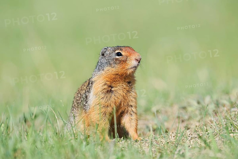 Columbia ground squirrel (Urocitellus columbianus, Spermophilus columbianus), Jasper National Park, Alberta, Canada