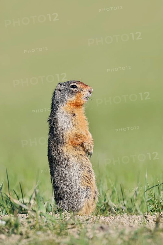 Columbia ground squirrel (Urocitellus columbianus, Spermophilus columbianus) standing upright in a meadow, Jasper National Park, Alberta, Canada