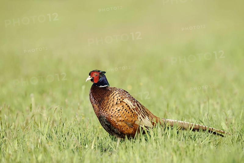 Hunting pheasant (Phasianus colchicus), cock standing in a meadow, North Rhine-Westphalia, Germany