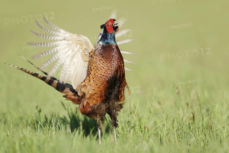 Hunting pheasant (Phasianus colchicus), cock mating in a meadow, North Rhine-Westphalia, Germany
