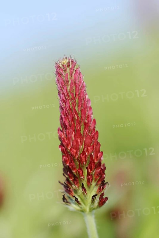 Purple clover or foxtail clover (Trifolium rubens), inflorescence, North Rhine-Westphalia, Germany