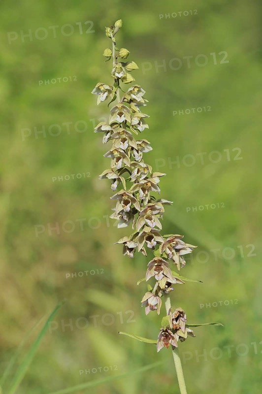 Broad-leaved helleborine or broad-leaved marsh orchid (Epipactis helleborine), inflorescence, North Rhine-Westphalia, Germany