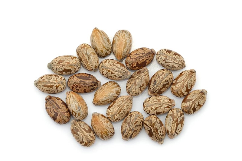 Miracle tree or castor oil plant (Ricinus communis), seeds on white background