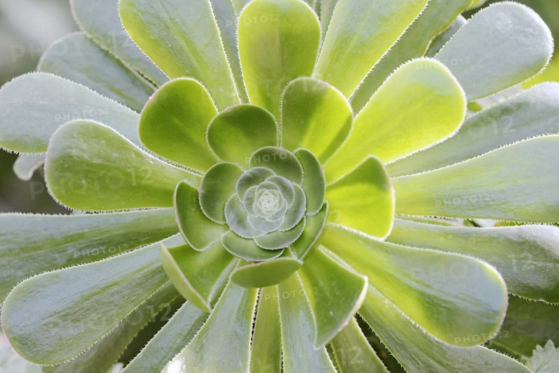 Golden yellow aeonium or roofroot (Aeonium holochrysum), rosette of leaves, Tenerife, Canary Islands, Spain