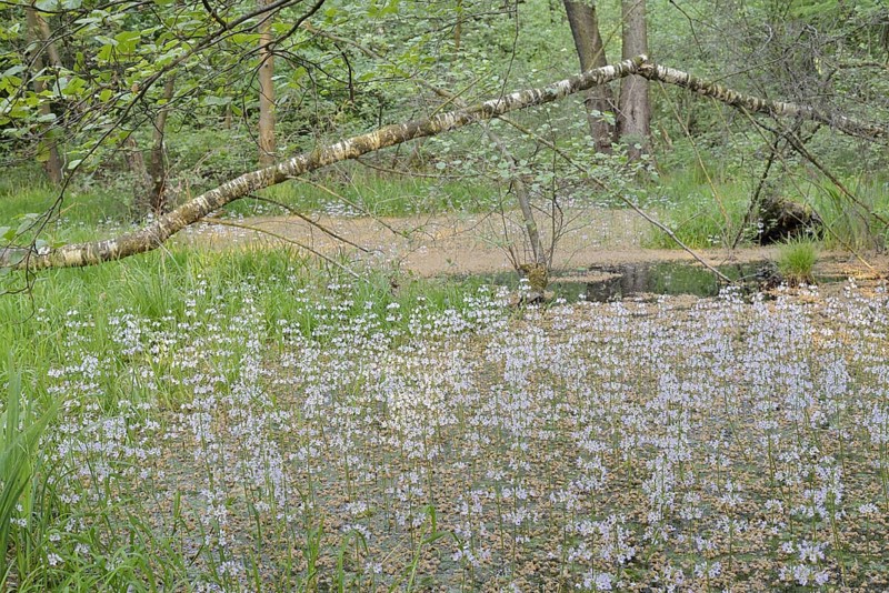 Flowering European water feather or water primrose (Hottonia palustris) in a pond, North Rhine-Westphalia, Germany