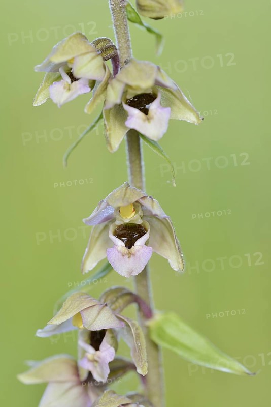 Broad-leaved helleborine or broad-leaved marsh orchid (Epipactis helleborine), flowers, North Rhine-Westphalia, Germany