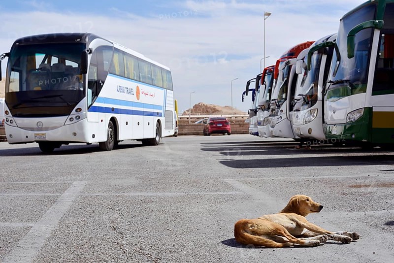 Dog and buses at the car park of Hatshepsut Temple, Mortuary Temple of Hatshepsut, Deir el-Bahari, Thebes, Luxor, Egypt