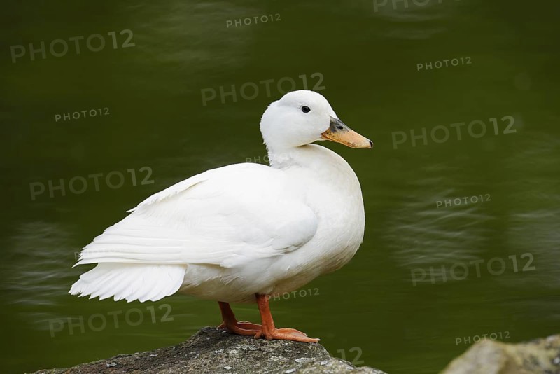 Domestic duck (Anas platyrhynchos f. domestica), North Rhine-Westphalia, Germany