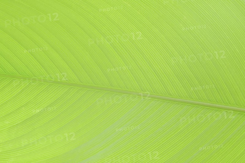 Ornamental banana or Abyssinian banana (Ensete ventricosum), leaf detail, ornamental plant, North Rhine-Westphalia, Germany