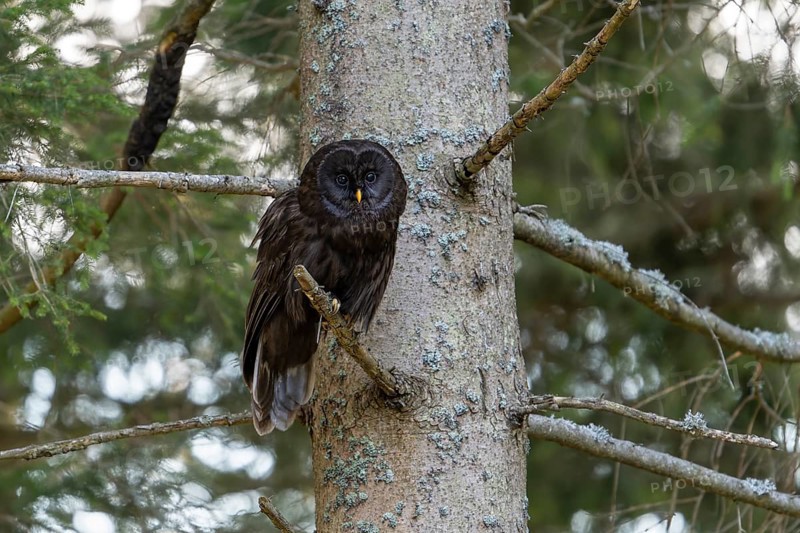 Ural owl (Strix uralensis), melanistic, owl, on branch, Koroska, Slovenia