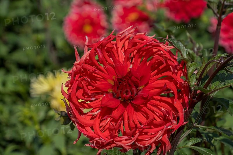 Dahlia, red, Münsterland, North Rhine-Westphalia, Germany
