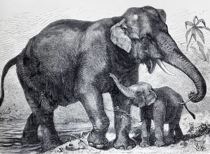 Indian elephant (Elephas indicus), historical book illustration, lithograph