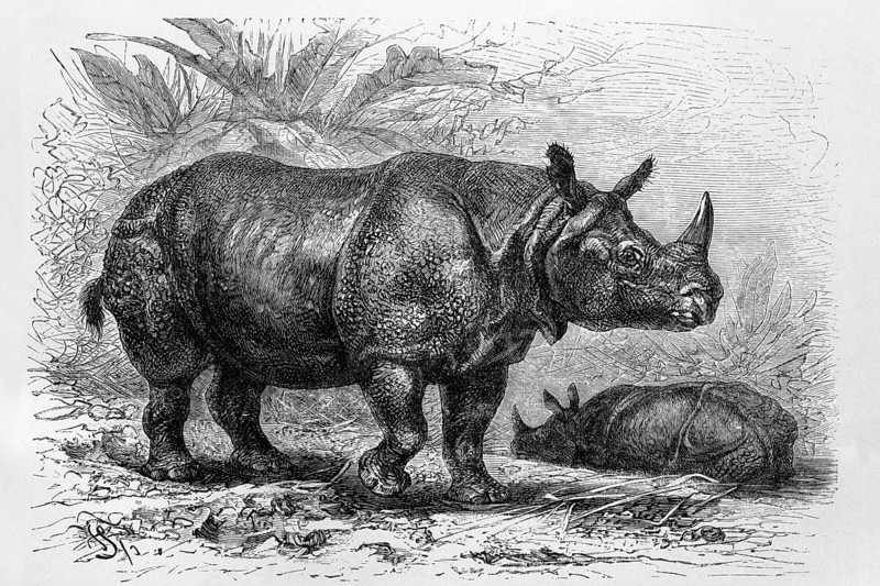 Indian rhinoceros (Rhinoceros unicornis), historical book illustration