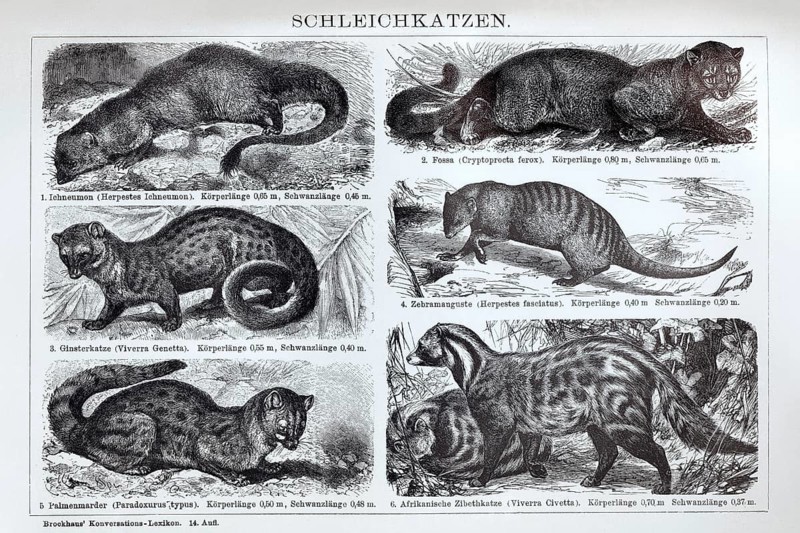 Illustrated plate of Viverridae, predators, historical book illustration, wood engraving