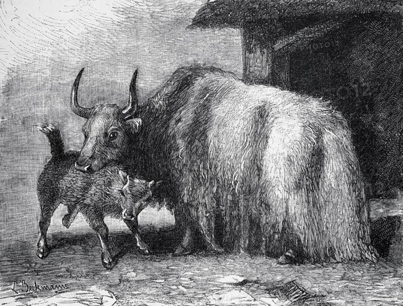 Yak (Bos mutus), historical book illustration