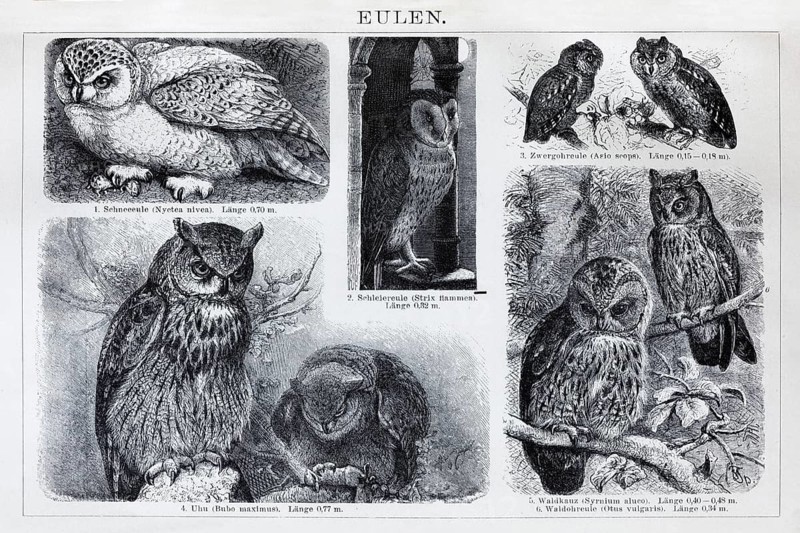 Picture plate owls (Strigiformes), snowy owl, barn owl, eagle owl, tawny owl, historical book illustration, wood engraving