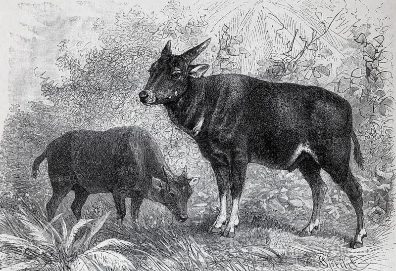 Lowland anoa (Bubalus depressiocornis), Indonesian cattle species, historical book illustration